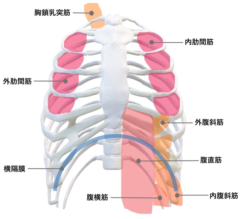 呼吸筋の説明図